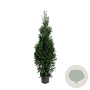 Thuja occidentalis 'King of Brabant' 125-150 cm 7,5L