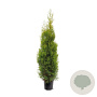 Thuja occidentalis 'King of Brabant' 150-175 cm 10L