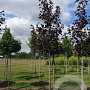 Acer plat. 'Royal Red' 10-12 HO draadkluit 180 cm stam
