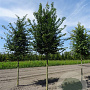 Carpinus betulus 125-150 cm 5,0L met stok