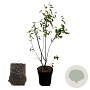 Amelanchier lamarckii 80-100 cm 4,5L