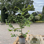Carpinus betulus 60-80 cm 2,5L