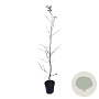 Carpinus betulus 100-125 cm 4,5L