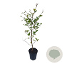 Fagus sylvatica 60-80 cm 2,5L