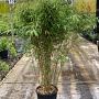 Fargesia robusta 'Campbell' 100-125 cm 15L