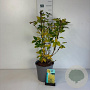 Forsythia 'Goldrausch' 50-60 cm 6,5L