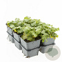 Alchemilla mollis GM P9