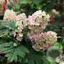Hydrangea querc. 'Black Porch' 30-40 cm container C2,5