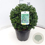 Ilex crenata 'Convexa' 30 cm 7,5L bol