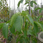 Juglans regia 12-14 HO wortelgoed