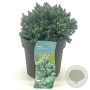 Juniperus squamata 'Blue Star' 15-20 cm 2,0L