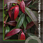 Leucothoe keiskei Burning Love 30-40 cm 2,0L