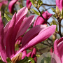 Magnolia 'Susan' 175-200 cm draadkluit meerstammig