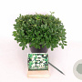 Potentilla tridentata 'Nuuk' 15-20 cm C1.5