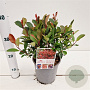 Photinia fraseri 'Little Fenna' 20-30 cm 2,5L
