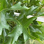 Quercus pal. Green Pillar 10-12 cm draadkluit geveerd