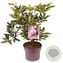 Rhododendron 'Roseum Elegans' 30-40 cm 5,0L