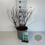 Spiraea betulifolia 'Tor' 30-40 cm 6,5L