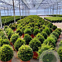 Taxus baccata 25-30 cm container bol