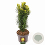 Cephalotaxus h. 'Korean Gold' 40-50 cm 5,0L