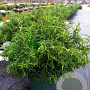 Chamaecyparis l. 'Lycopodioides' 25-30 cm 3,5L