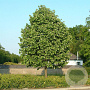 Tilia tomentosa 'Brabant' 8-10 HO wortelgoed