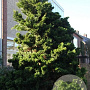 Chamaecyparis o. 'Nana Gracilis' 10-15 cm C1.5