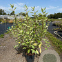 Cornus alba 'Elegantissima' 80-100 cm 10L