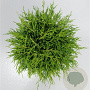 Chamaecyparis p. 'Sungold' 30-40 cm 5,0L