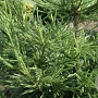 Cryptomeria j. 'Dacrydioides' 25-30 cm 3,5L