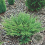 Juniperus horizontalis 'Andorra Compact' 30-40 cm 3,0L