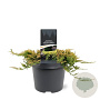 Juniperus h. 'Golden Carpet' 20-25 cm 3,0L