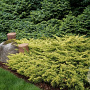 Juniperus h. 'Limeglow' 20-25 cm 3,0L