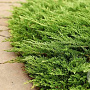 Juniperus h. 'Prince of Wales' 25-30 cm 2,0L
