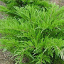 Juniperus media 'Mint Julep' 30-40 cm 3,0L