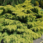 Juniperus media 'Old Gold' 30-40 cm 5,0L