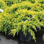 Juniperus pf. 'Gold Star' 25-30 cm 3,5L