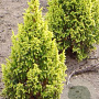 Juniperus pingii 'Hulsdonk Yellow' 25-30 cm 3,5L