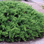 Juniperus sabina 'Tamariscifolia' 25-30 cm 3,5L