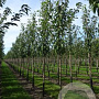 Prunus ser. 'Kanzan' 10-12 HO draadkluit onder vered.