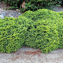 Picea a. 'Little Gem' 20-25 cm 2,0L