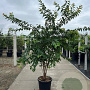 Prunus subh. 'Autumnalis Rosea' 200-250 cm container meerstammig extra