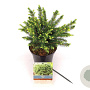 Picea omorika 'Karel' 25-30 cm 2,0L