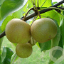 Pyrus pyrifolia 'Niitaka' 8-10 HO container