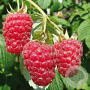 Rubus idaeus 'Aroma Queen' 60-70 cm 2,0L