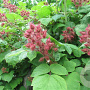 Rubus phoenicolasius 60-70 cm 2,0L