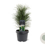 Pinus nigra 'Green Tower' 25-30 cm 3,5L