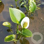 Calla palustris GM M19