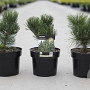 Pinus nigra 'Oregon Green' 20-25 cm 3,0L