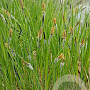 Carex nigra GM P9